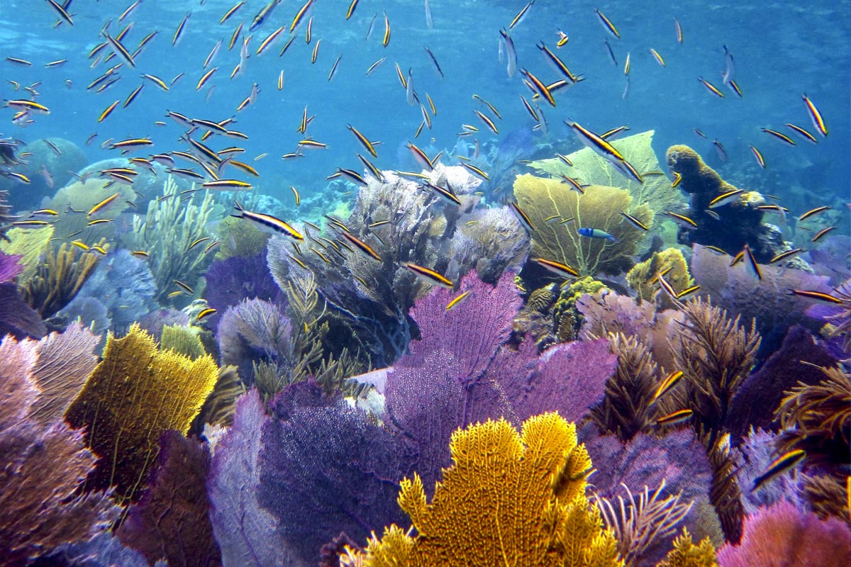 Snorkeling and water activities in crystal clear Caribbean waters